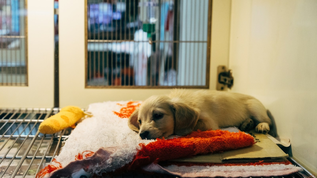 fawn pup on red and white textile