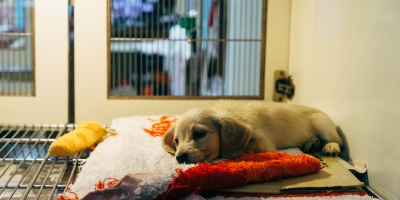 fawn pup on red and white textile