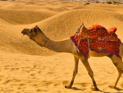 a camel walking in the sand in the desert